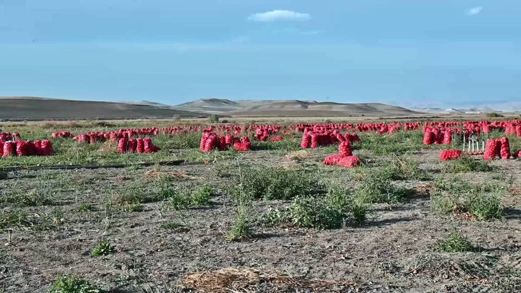 Üreticiye soğan şoku: Tonlarcası depolara kaldırılıyor! Bu kez de fazla üretim başlarına dert oldu 13